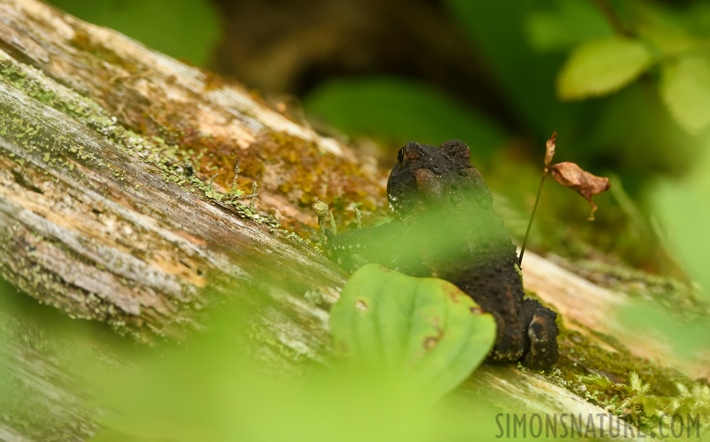 Anaxyrus americanus americanus [400 mm, 1/320 Sek. bei f / 8.0, ISO 2000]